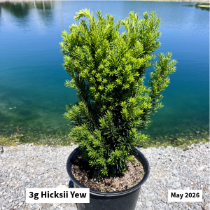 May 2026 Hicksii Yew Website